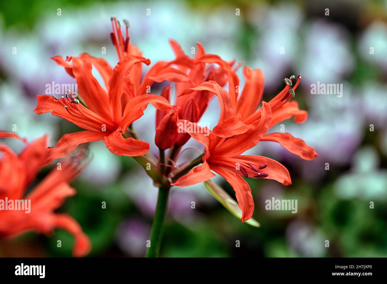 nerine sarniensis, Guernsey lily, Jersey lily, tender, flowering, bulb, flowers, red, autumn, autumnal, Western Cape, RM Floral Stock Photo
