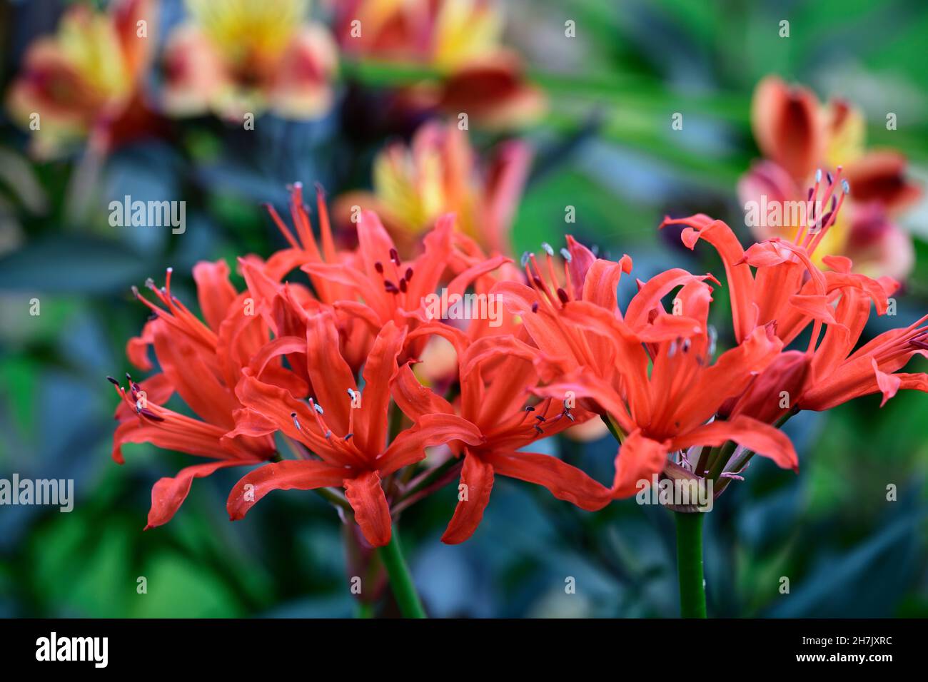 Nerine sarniensis, Guernsey lily,Jersey lily,tender flowering bulb, flowers, orange red flowers, autumn, autumnal,Alstoemeria Indian Summer,RM Floral Stock Photo