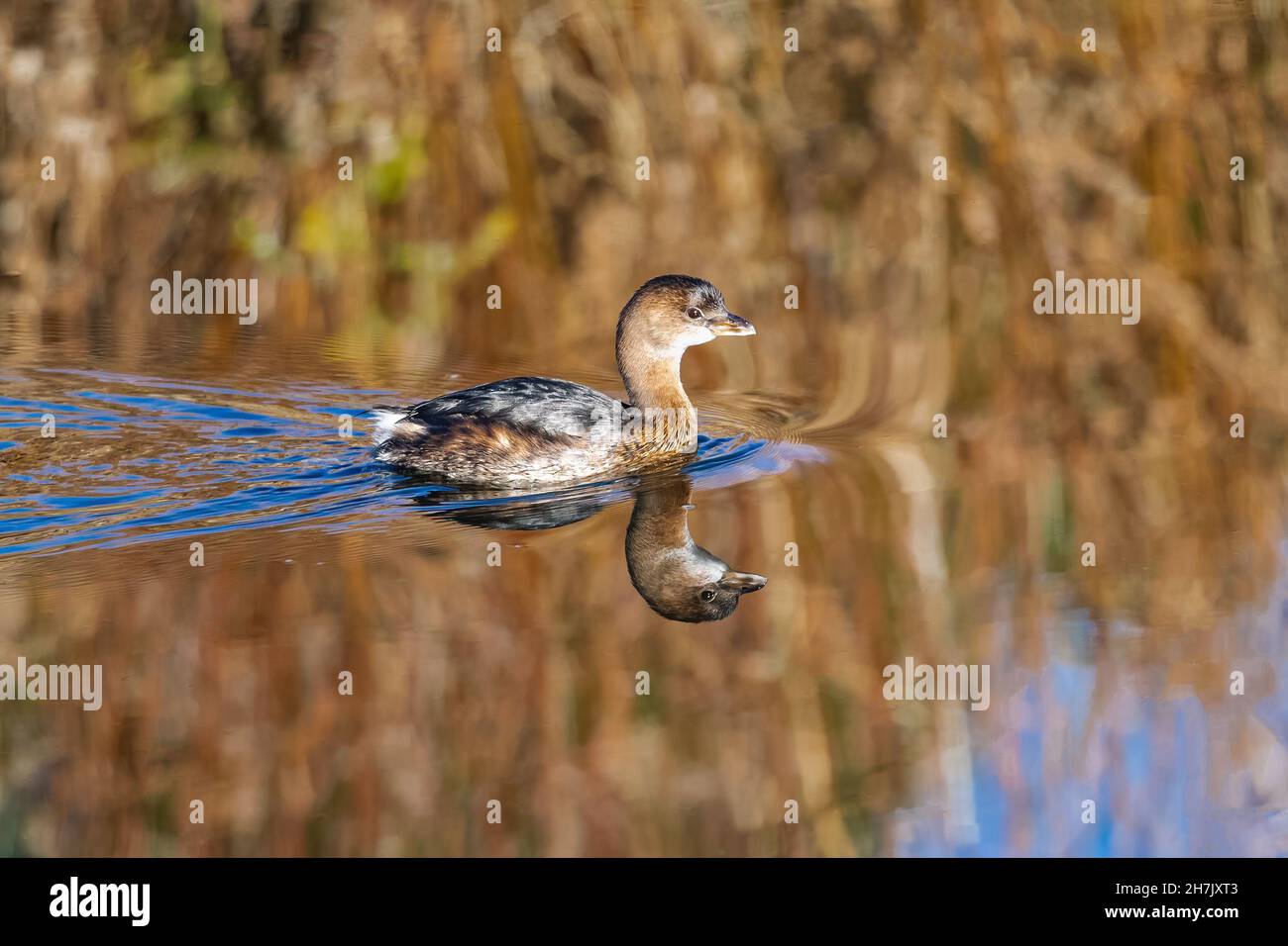 A Pied-billed grebe perfectly reflected as it swims through still waters in a calm golden pond. Stock Photo