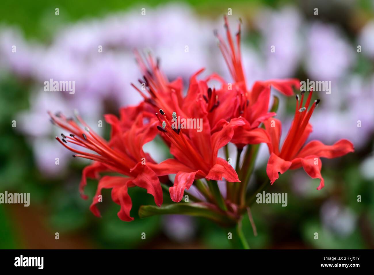 Nerine sarniensis var corusca Major, Guernsey lily, Jersey lily, tender, flowering, bulb, flowers, orange red flowers, autumn, autumnal, Western Cape, Stock Photo