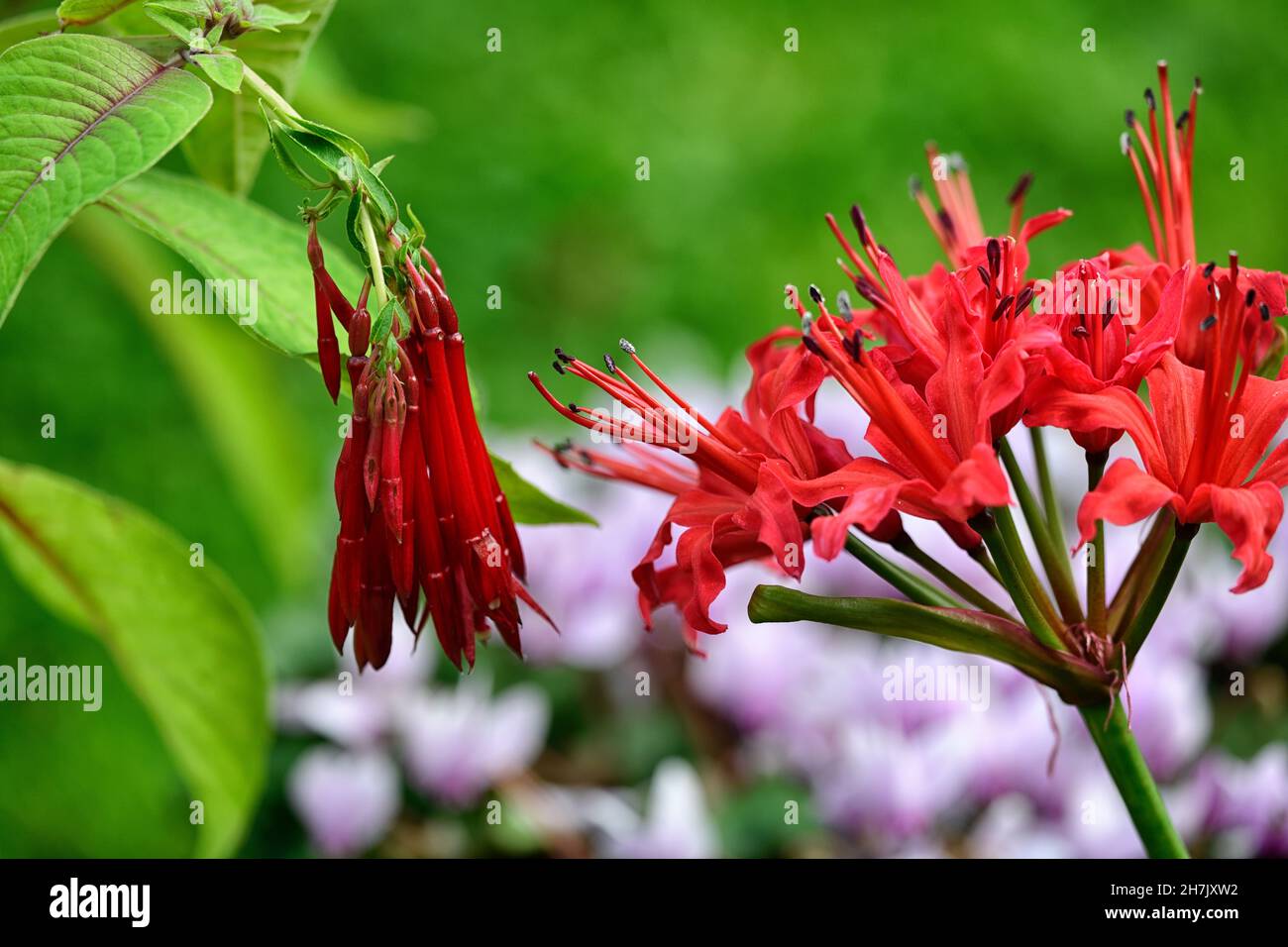 Nerine sarniensis, Guernsey lily,Jersey lily,tender flowering bulb, flowers, orange red flowers,Fuchsia boliviana,Bolivian Fuchsia,red flowers,pendulo Stock Photo
