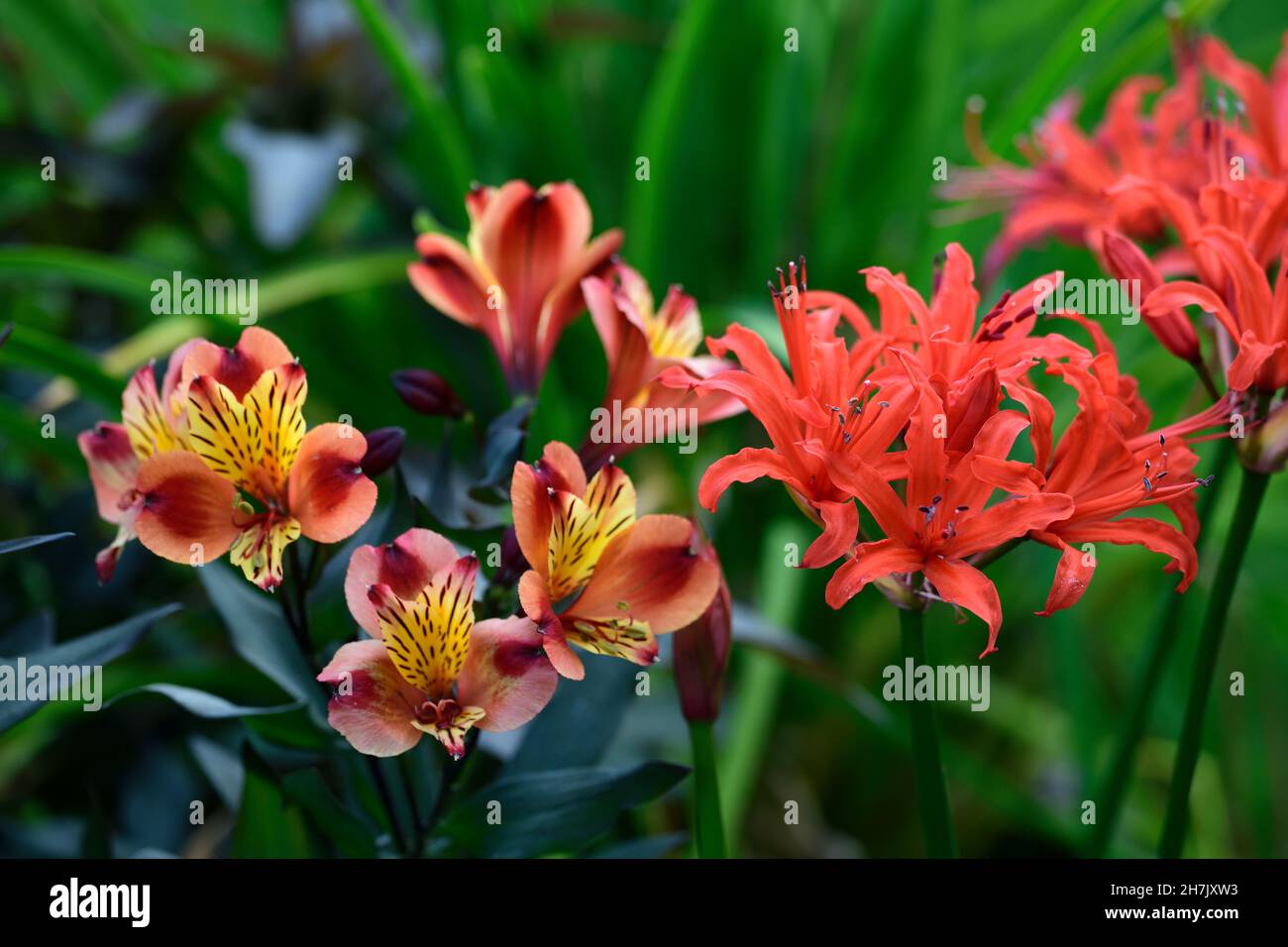 Nerine sarniensis, Guernsey lily,Jersey lily,tender flowering bulb, flowers, orange red flowers, autumn, autumnal,Alstoemeria Indian Summer,RM Floral Stock Photo