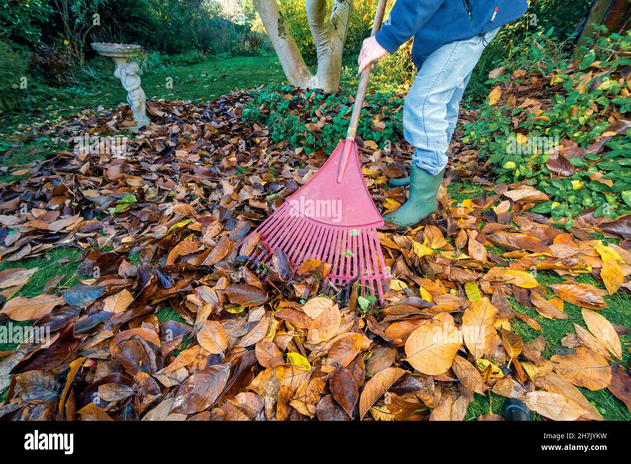 Raking magnolia leaves in autumn on grass lawn ready to shred with leaf vacuum to make leaf mould or mulch after rotting down in bin bags,Berkshire,UK Stock Photo