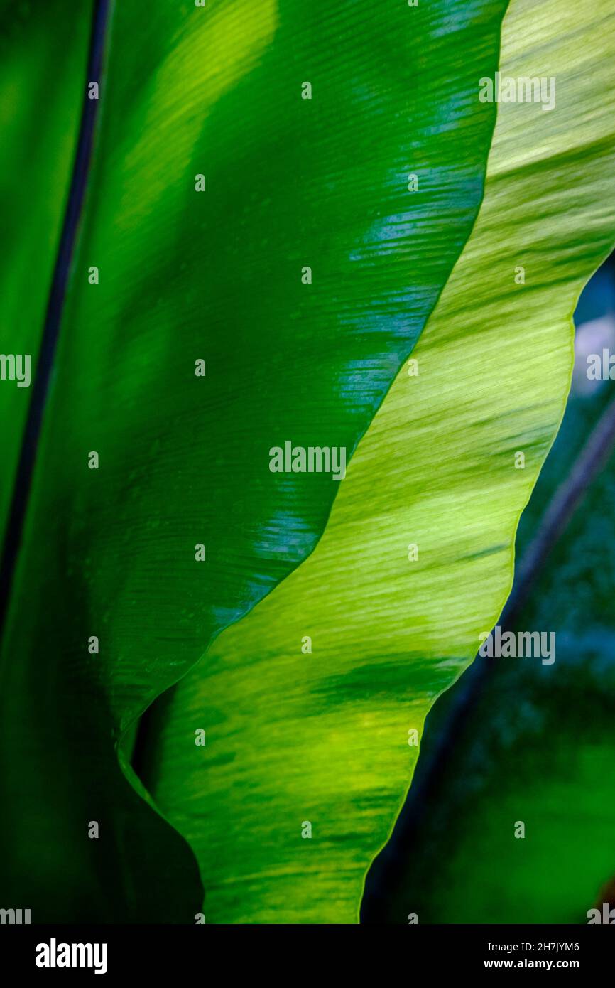 Large tropical plant leaf abstract. Stock Photo