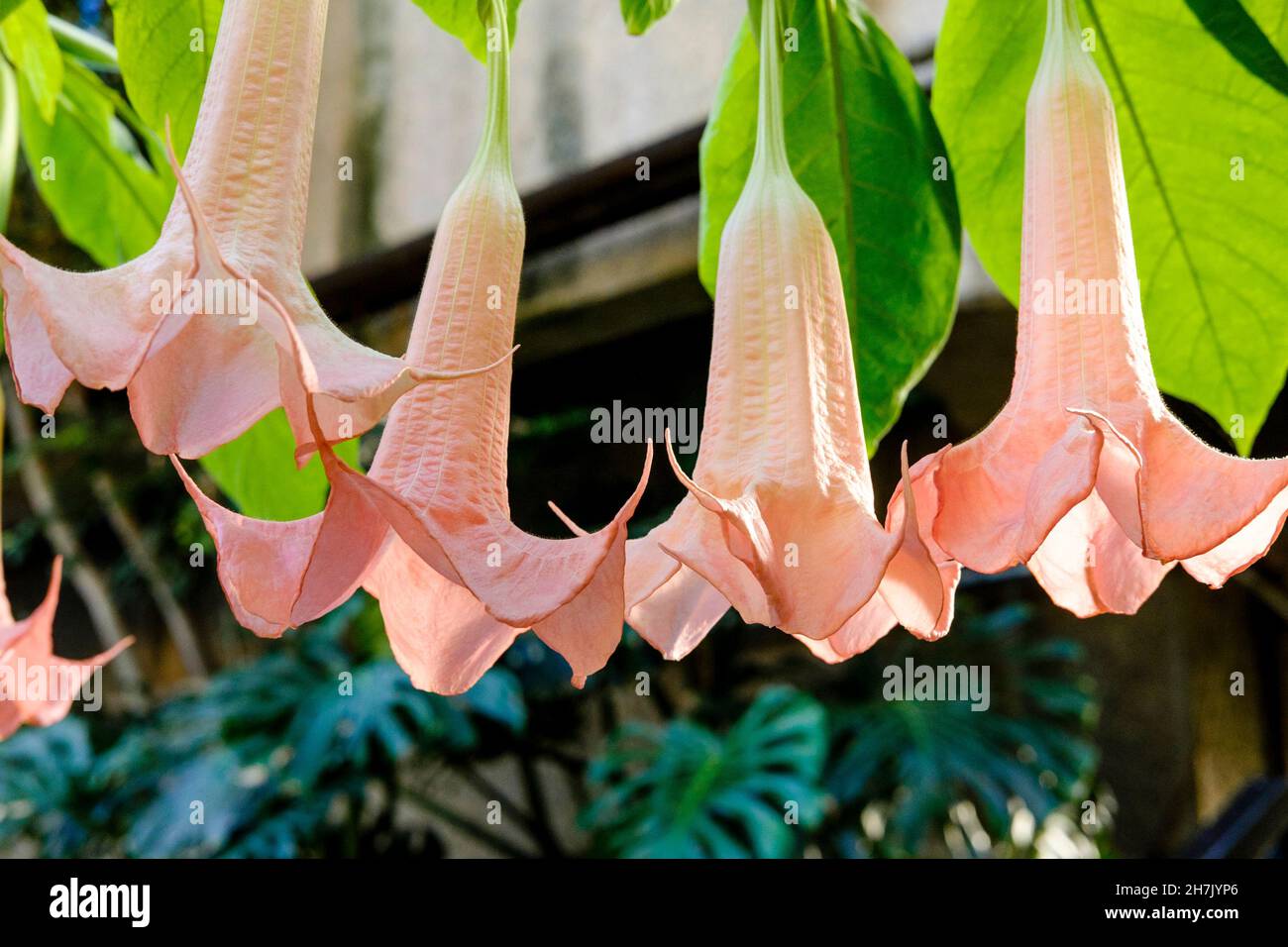 Brugmansia versicolor, "angels trumpet" plant at the Barbican Conservatory, London, UK Stock
