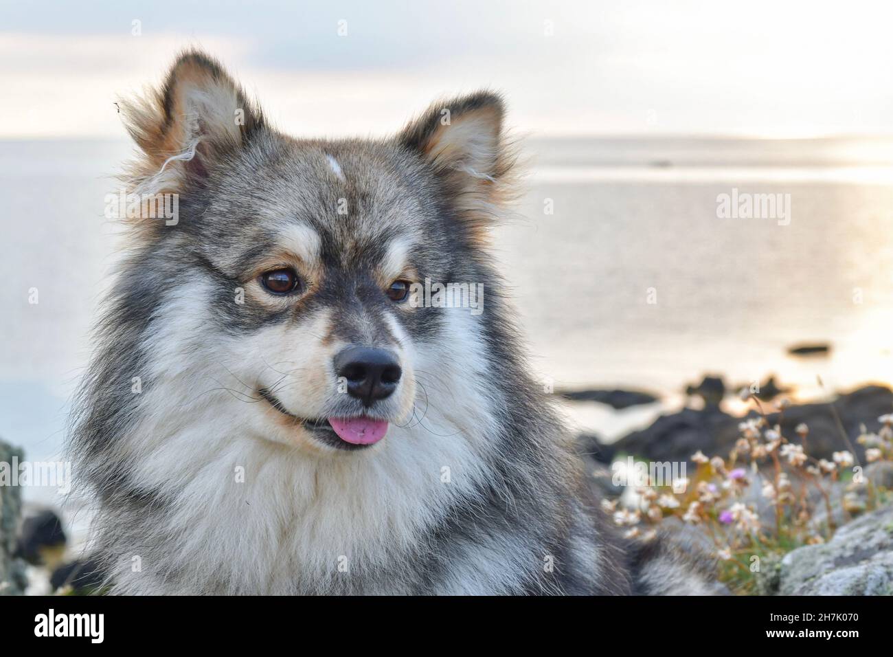 Portrait of a young Finnish Lapphund dog sitting outdoors at the ...