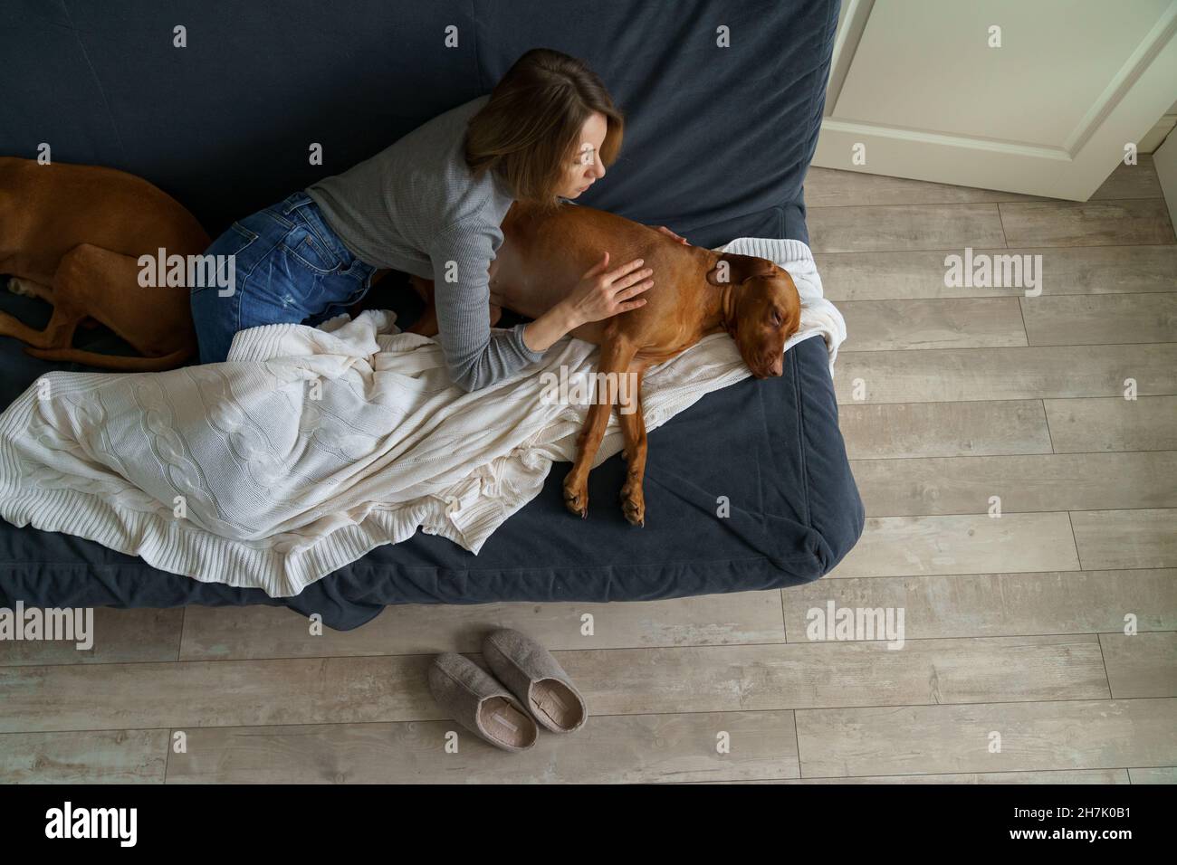 Female pet owner check on sick dog lying weak. Canine suffering from