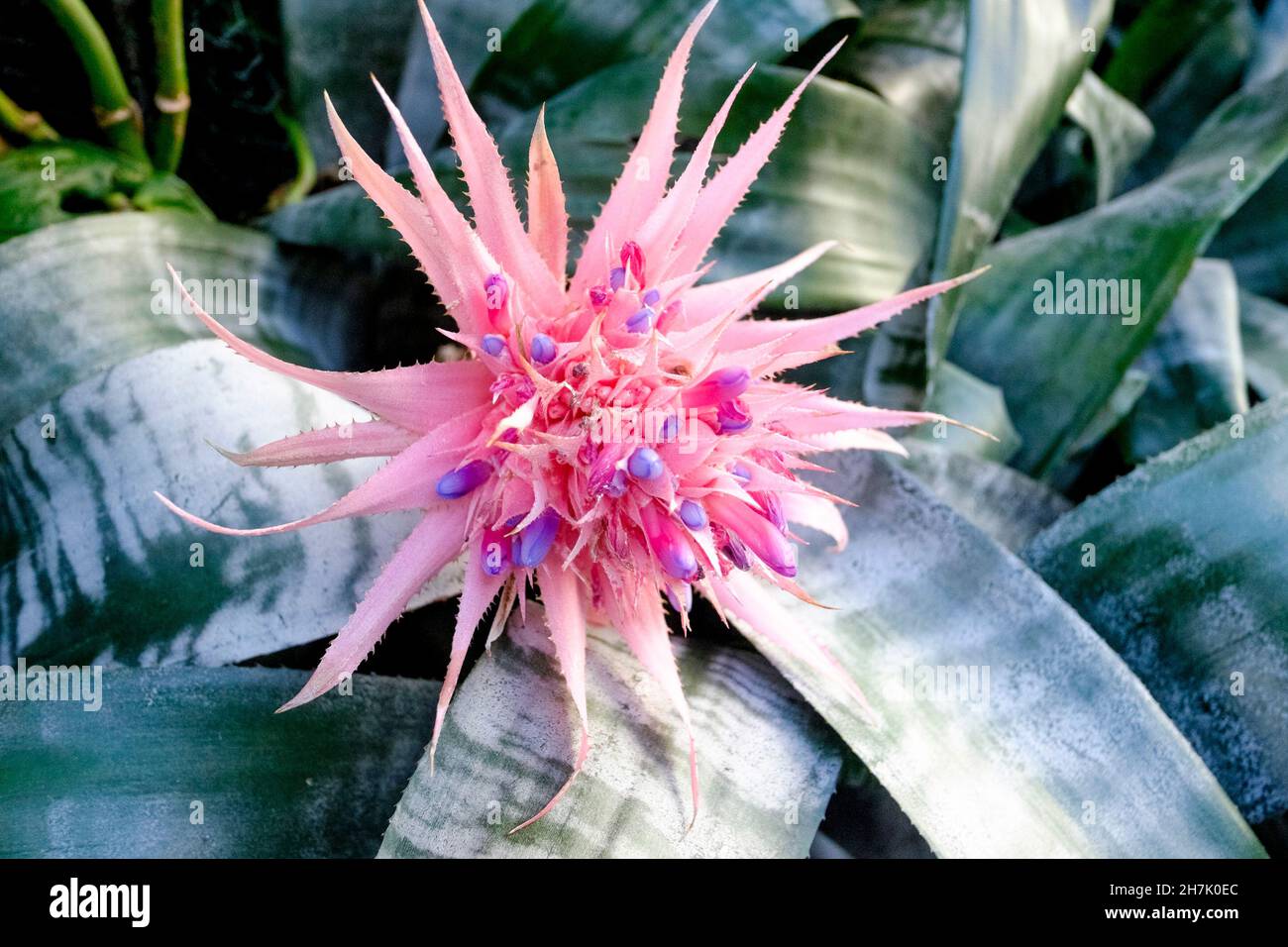 Aechmea fasciata plant, member of the Bromeliaceae family, native to Brazil. Stock Photo