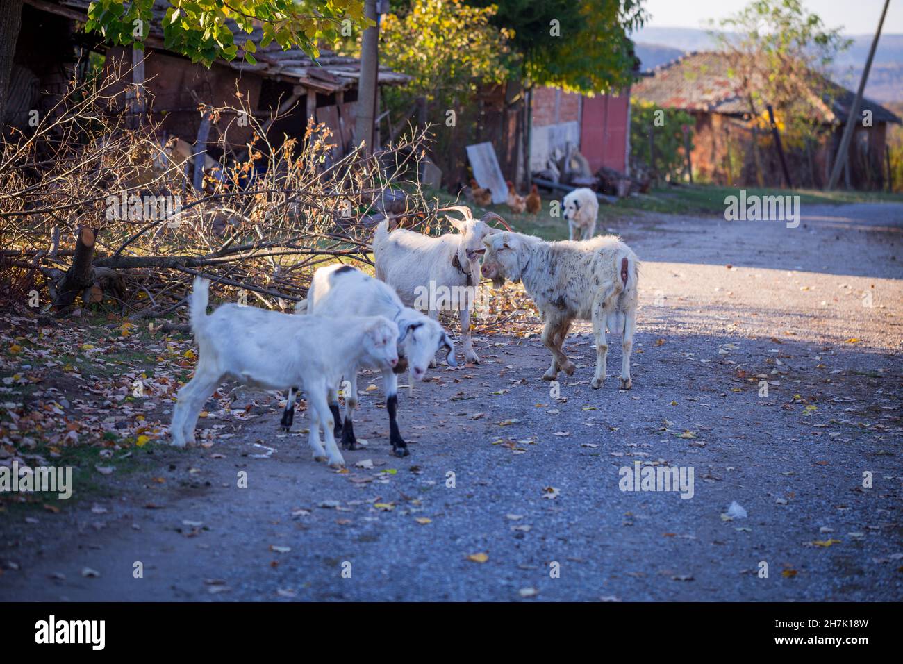 A couple of retired Karakachan shepherd dogs and a group of goats in a mountain village Stock Photo