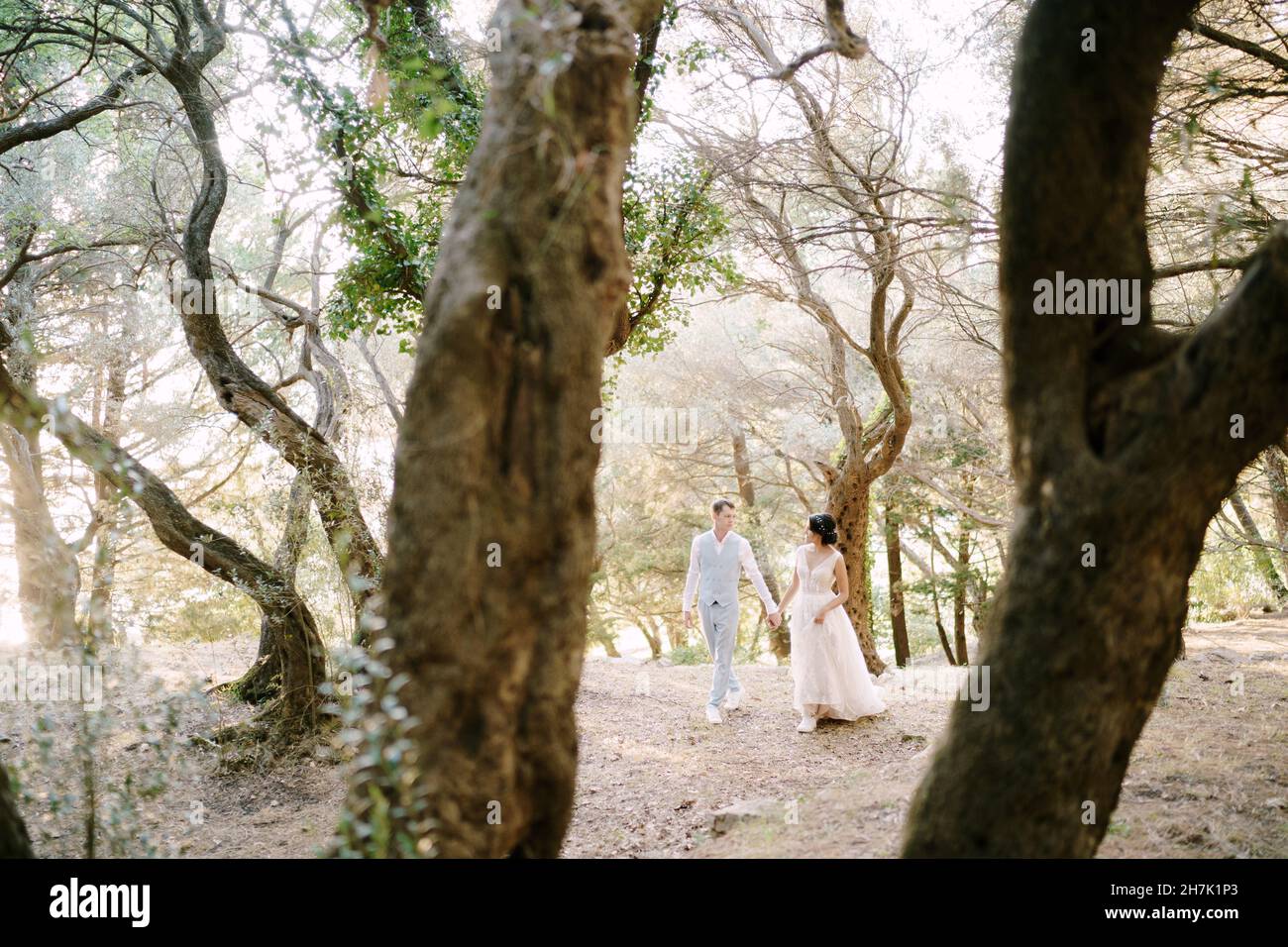 The bride and groom are walking holding hands among the trees in an ...