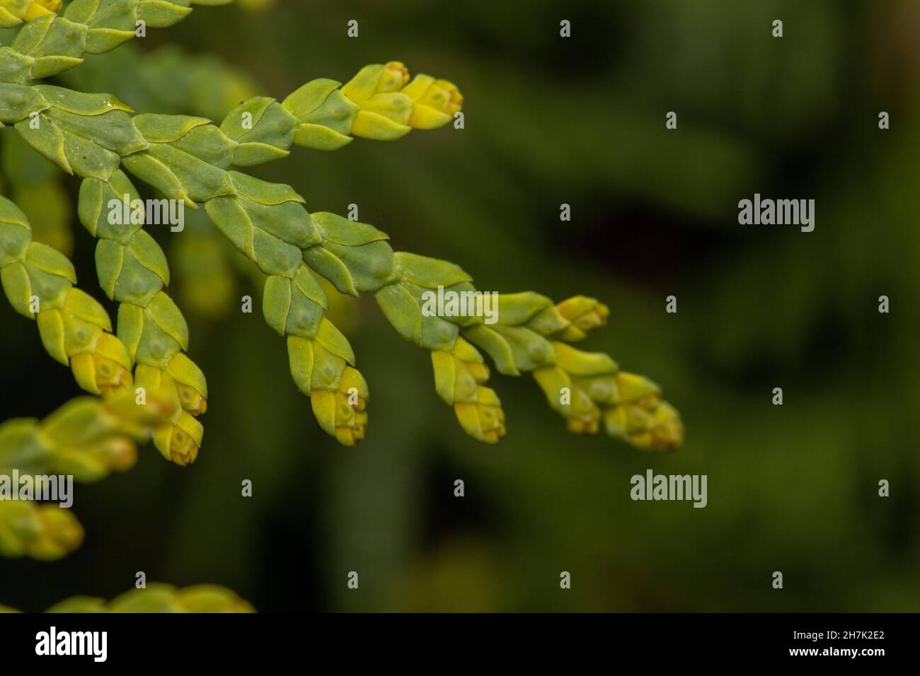 Thuja green leaves with flowers buds or young cones Stock Photo
