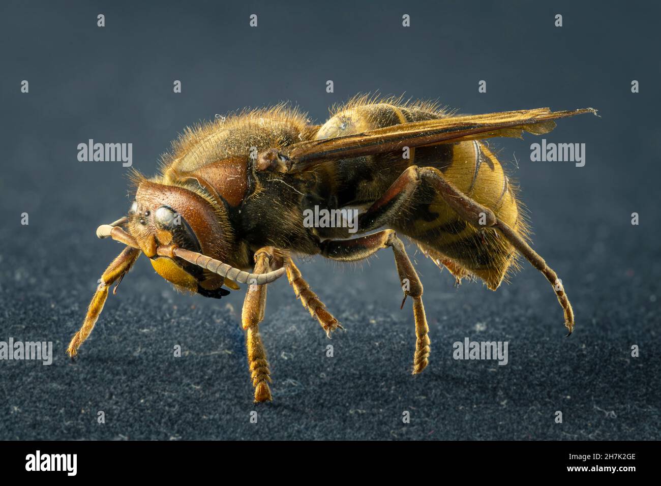 Extreme sharp and detailed study of wasp Stock Photo