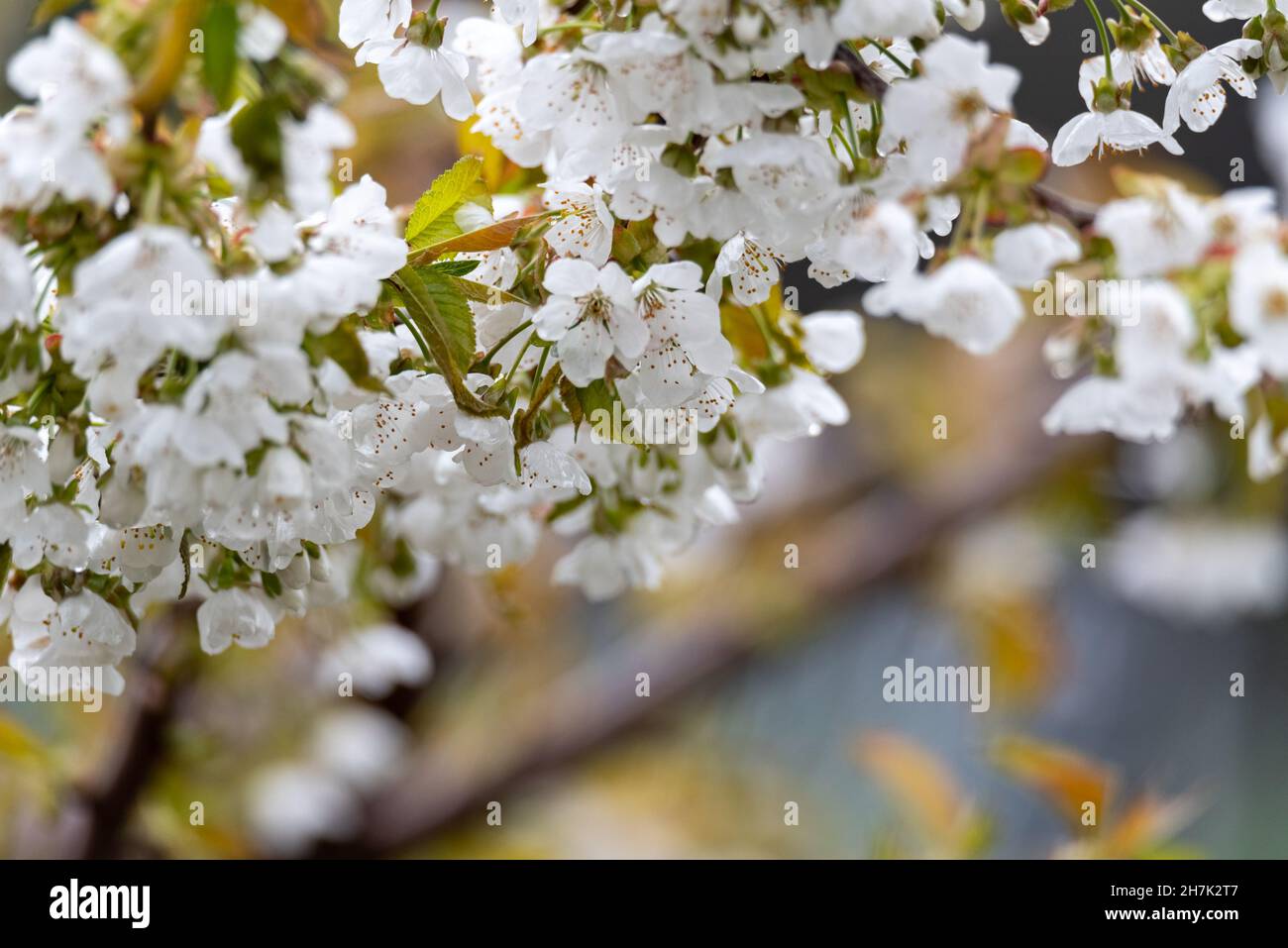 Flowering of fruit trees. White flowers on a cherry tree branch. Spring