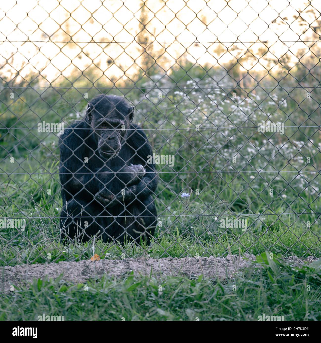 Black quiet wild chimpanzee in captivity behind a metal fence Stock Photo