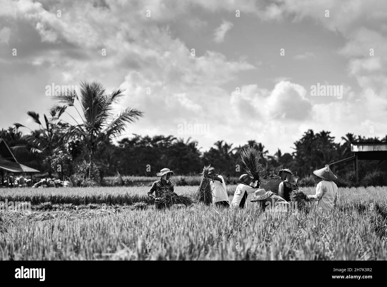 Workers in a rice paddy manually harvest rice by threshing near Tampaksiring, Bali, Indonesia. Stock Photo