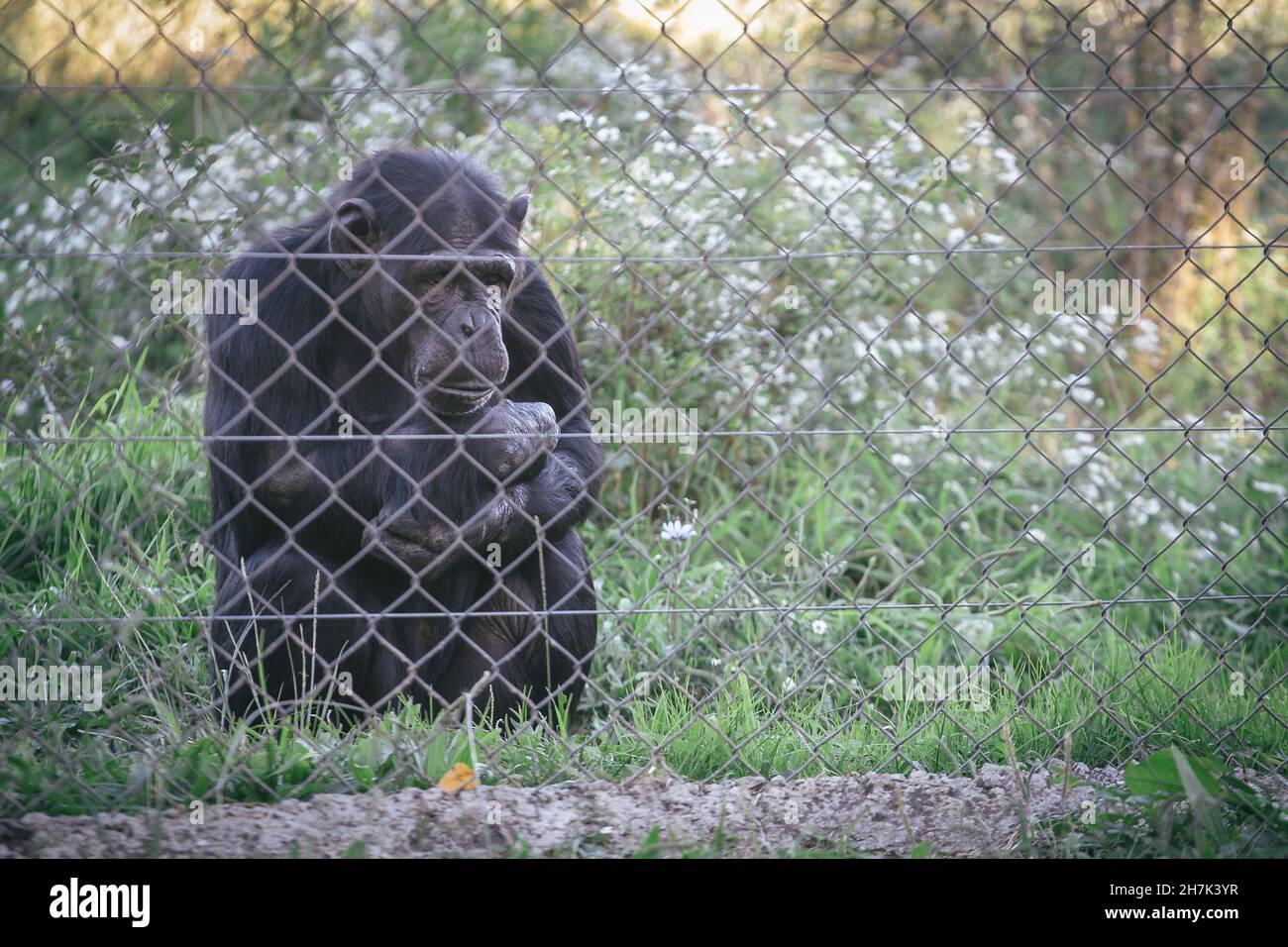 Black quiet wild chimpanzee in captivity behind a metal fence Stock Photo
