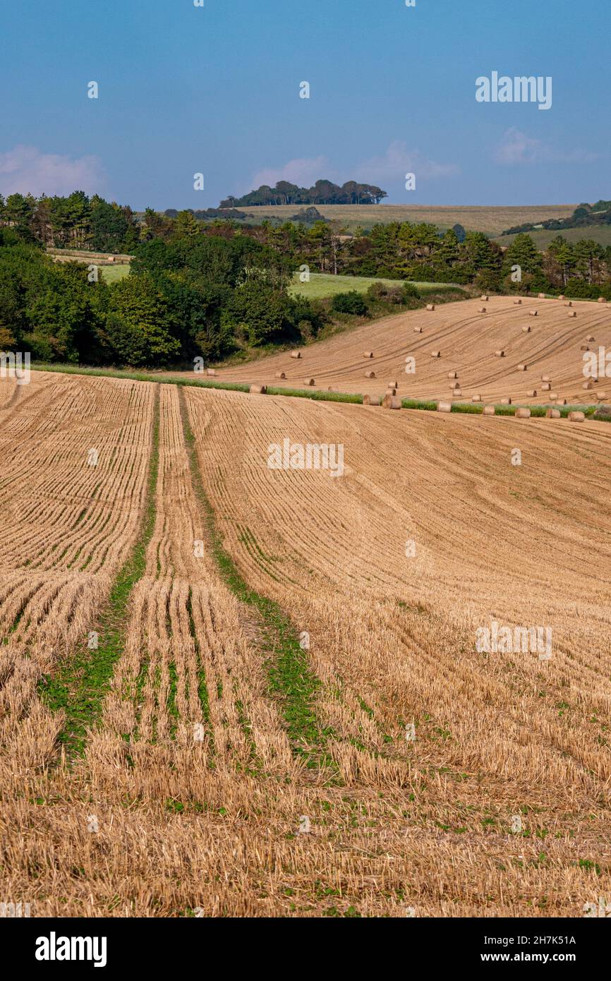 Looking over Valiers Bottom to Chanctonbury Ring (clump of trees on the horizon) in the South Downs National Park, West Sussex, southern England, UK. Stock Photo