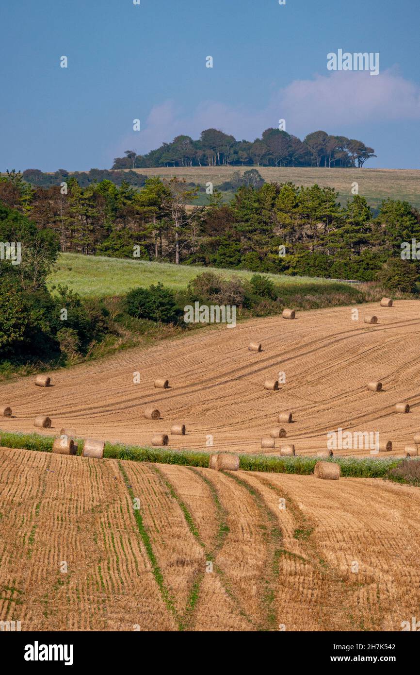 Looking over Valiers Bottom to Chanctonbury Ring (clump of trees on the horizon) in the South Downs National Park, West Sussex, southern England, UK. Stock Photo