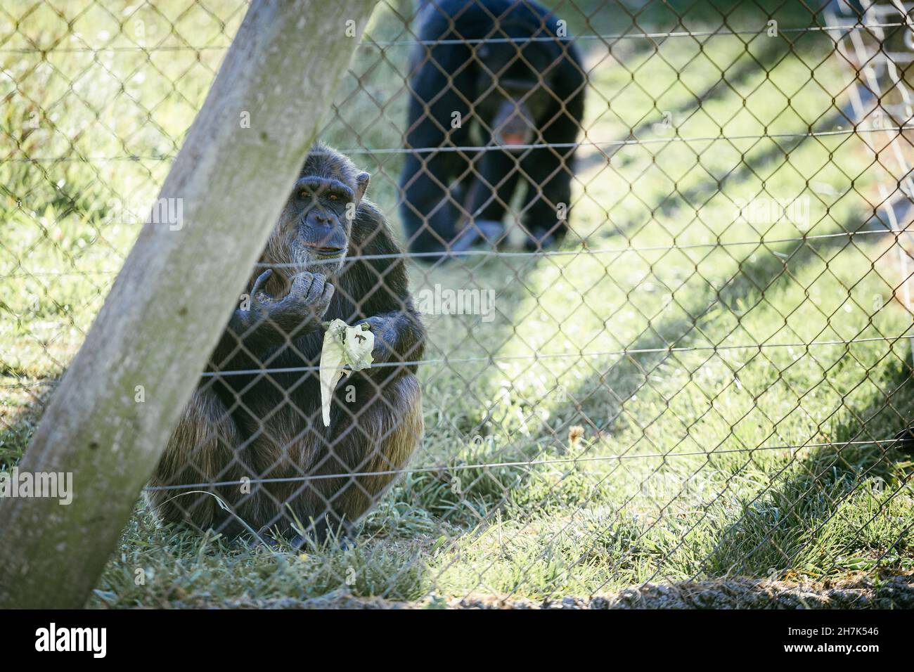 Sad black common chimpanzee resting in captivity close to a metal fence Stock Photo