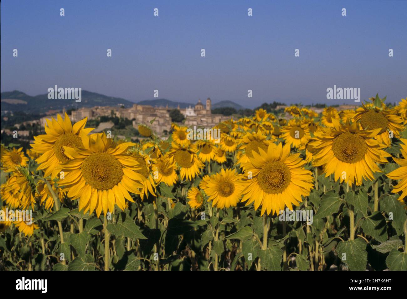 urbino, italy ,landscape with sunflowers Stock Photo