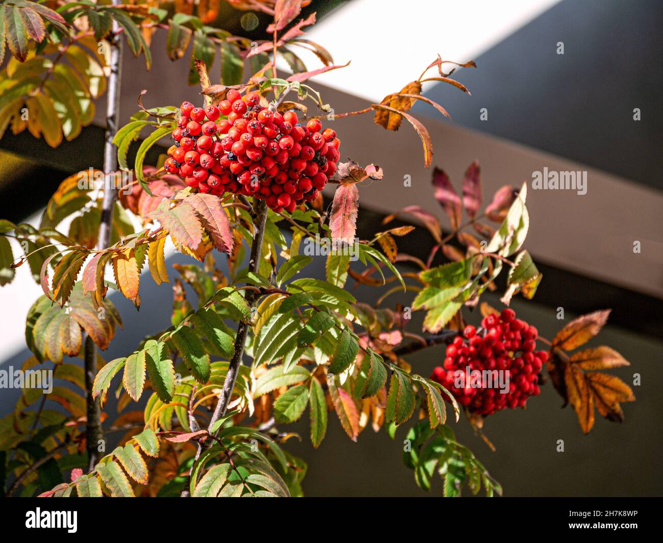 Thorn bush bright red berries hi-res stock photography and images - Alamy