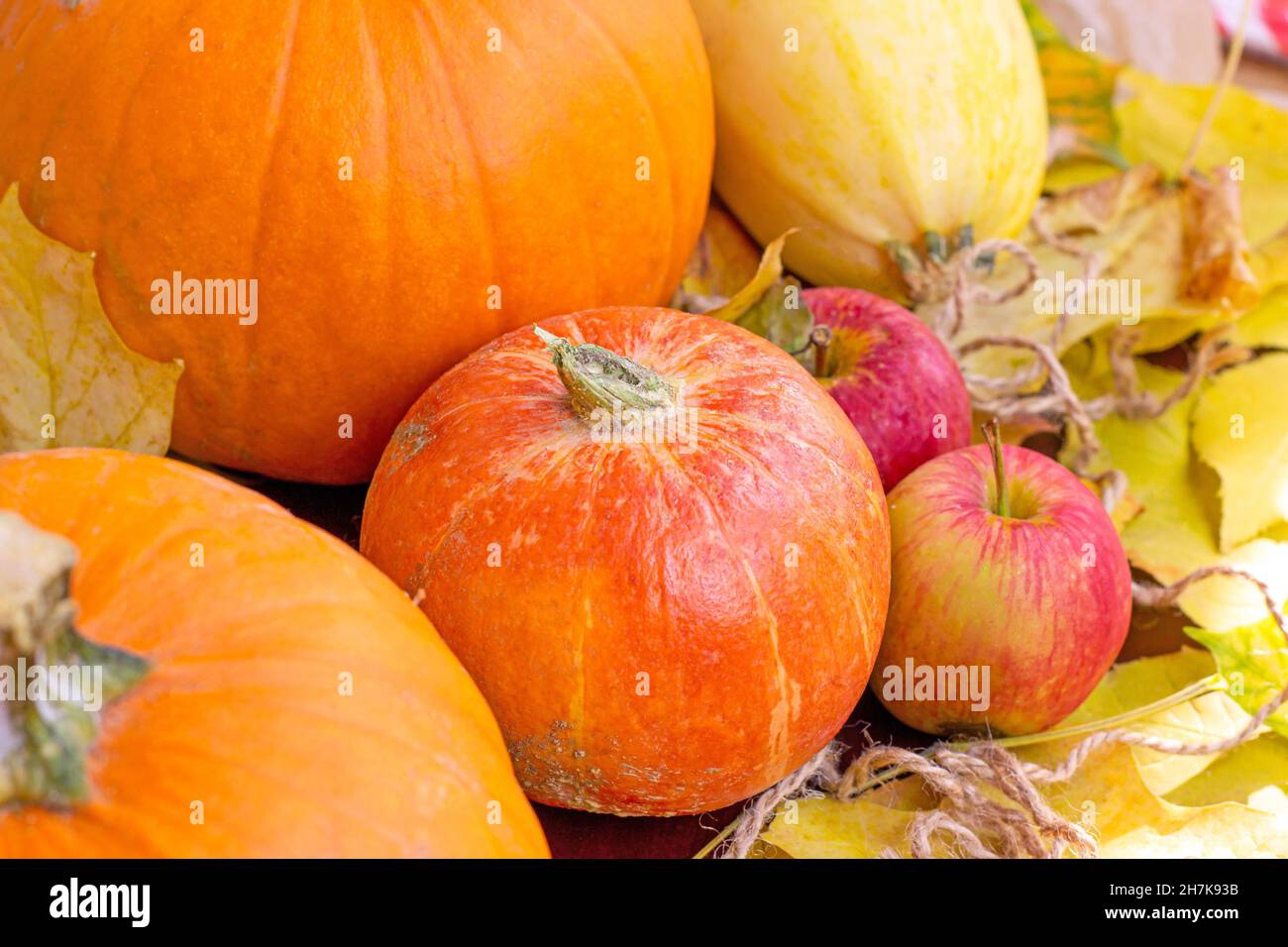 Fresh raw orange pumpkins harvest on yellow and brown autumn leaves ...