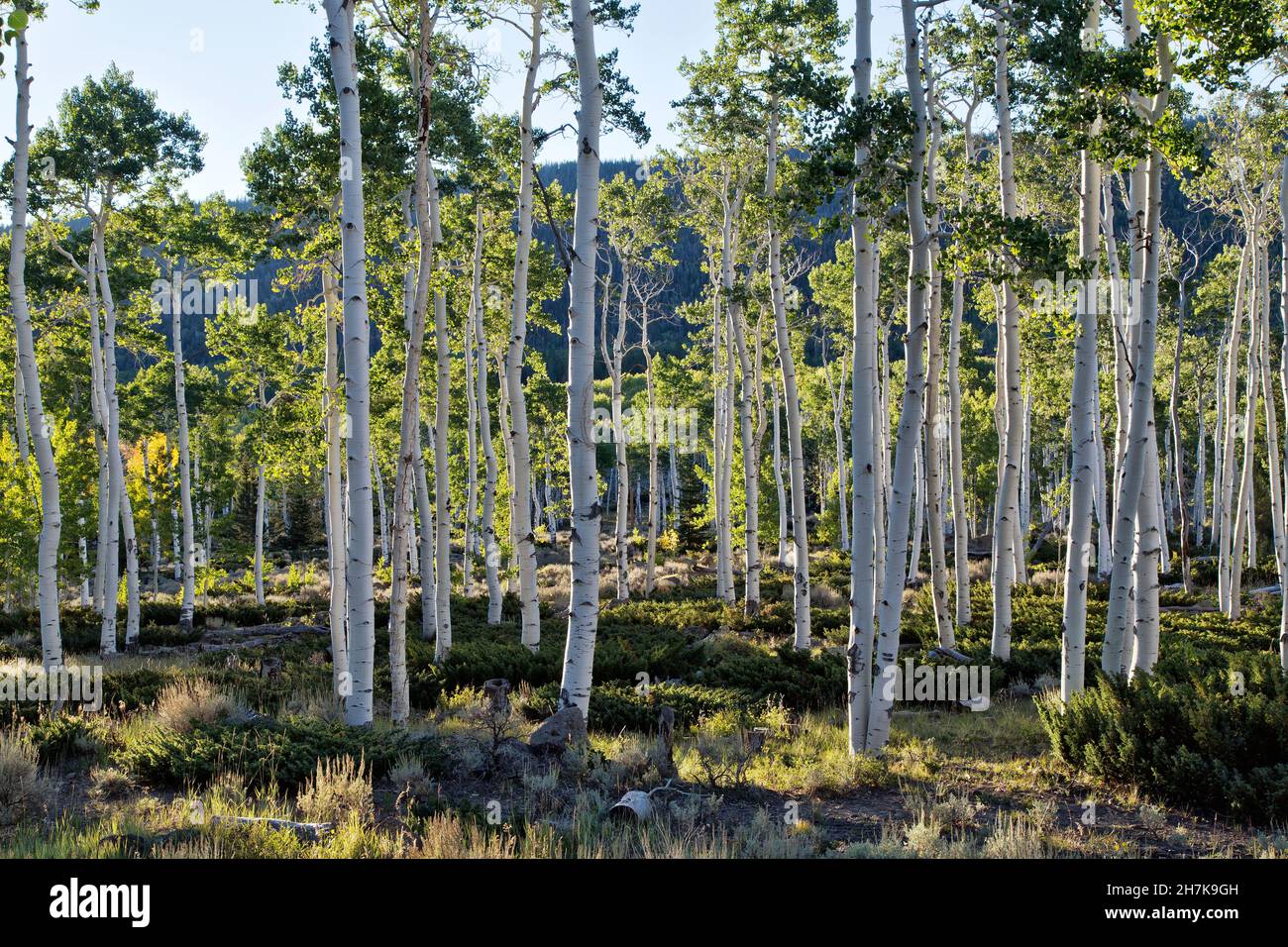 Quaking Aspen Grove  'Pando Clone', also know as Trembling Giant, Clonal colony of an individual male quaking aspen, Utah. Stock Photo