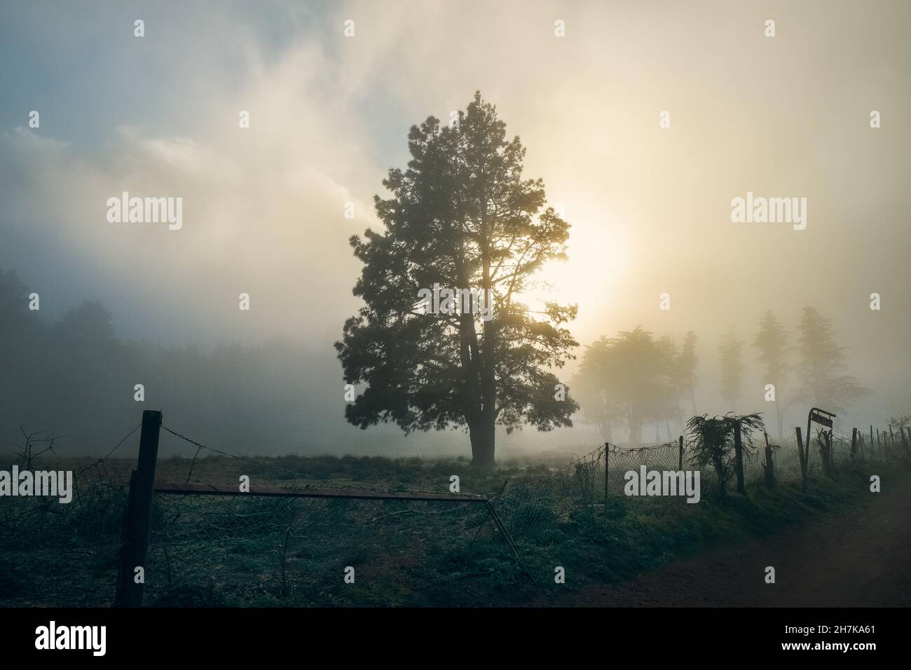 Tall tree with sunrise light, in the middle of a foggy field in the ...