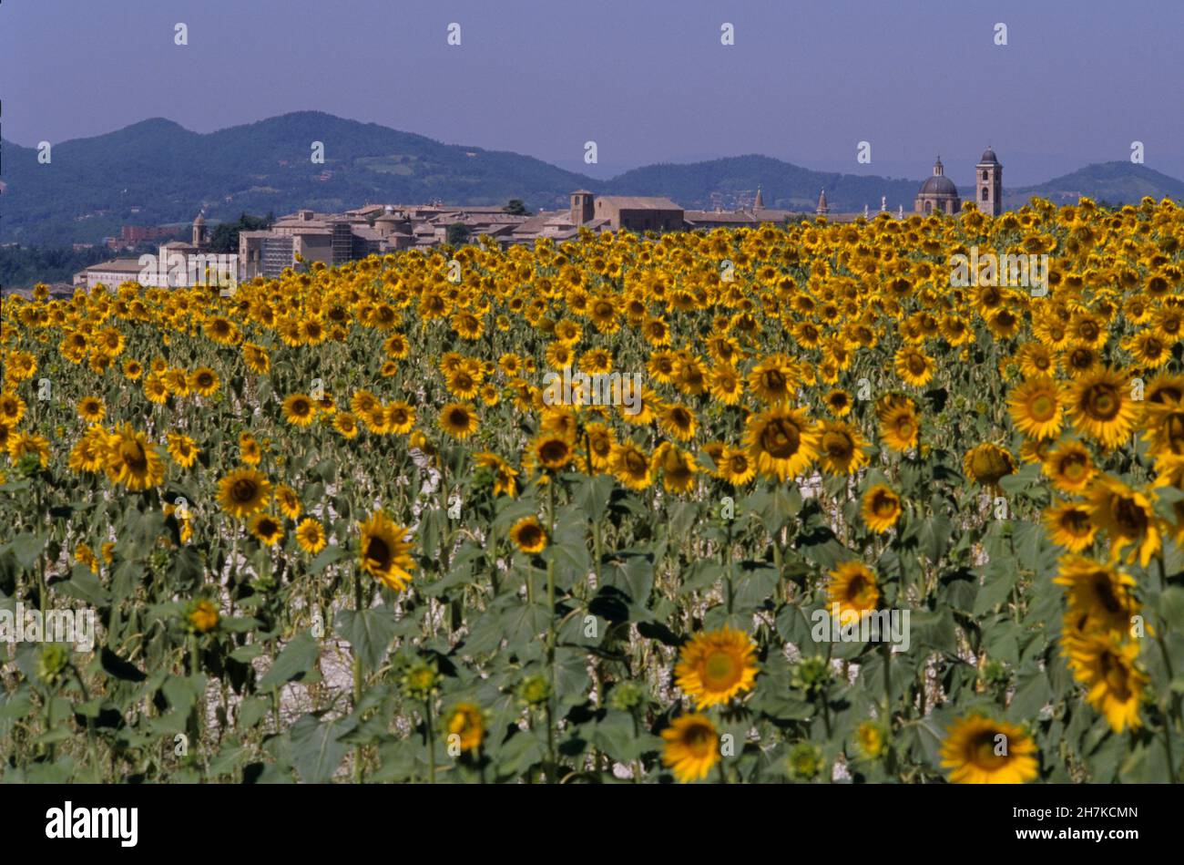 urbino, italy ,landscape with sunflowers Stock Photo