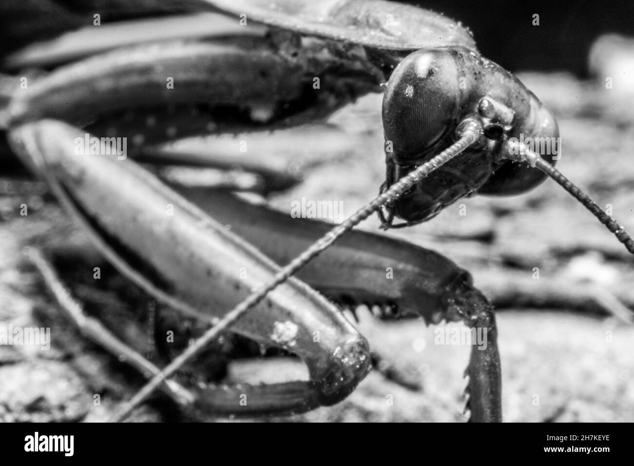 Praying Mantis portrait black and white picture, dramatic mood of a praying mantis bug Stock Photo