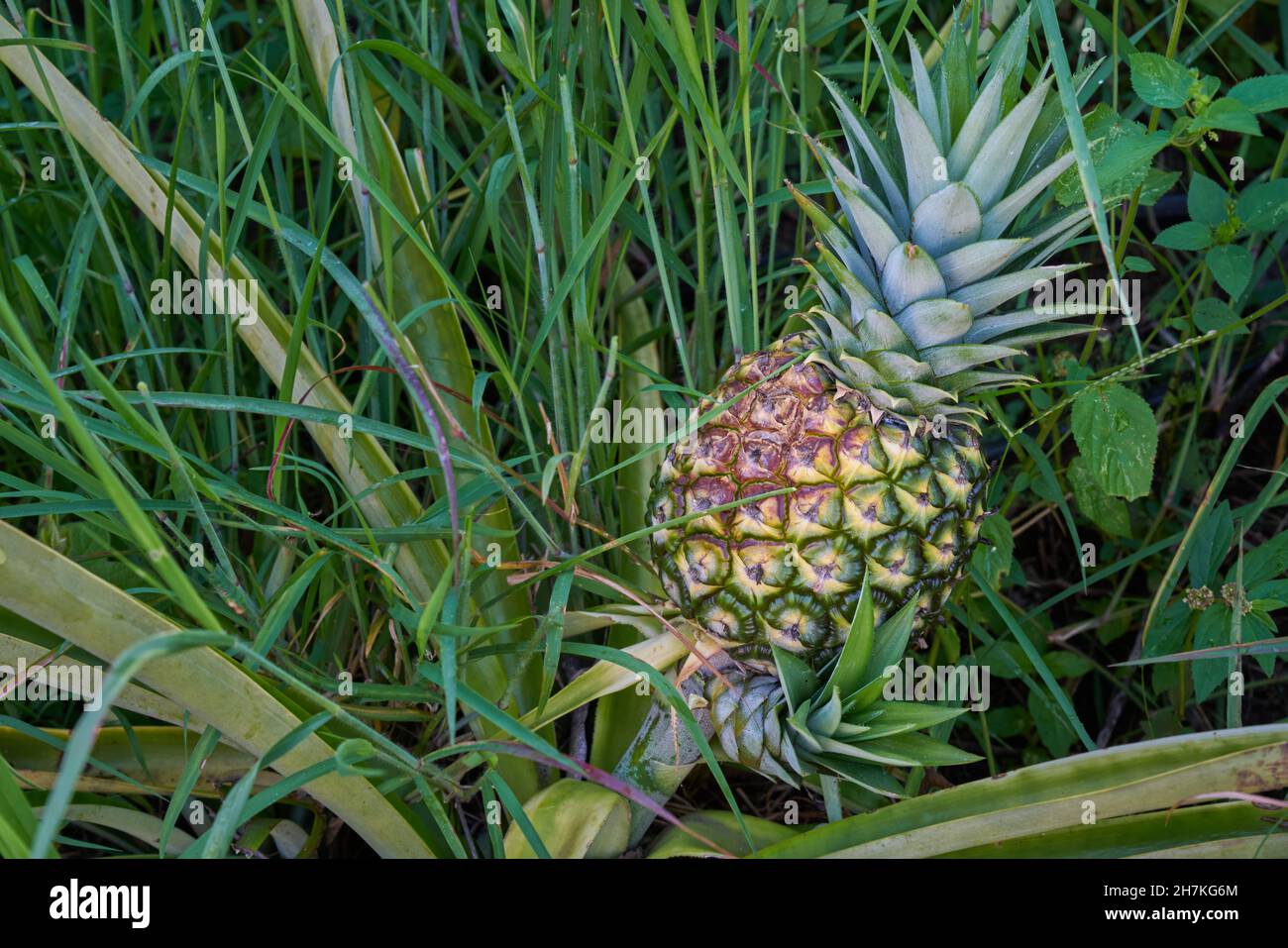 Pineapple plantation ready to cut and enjoy with green grass Stock Photo