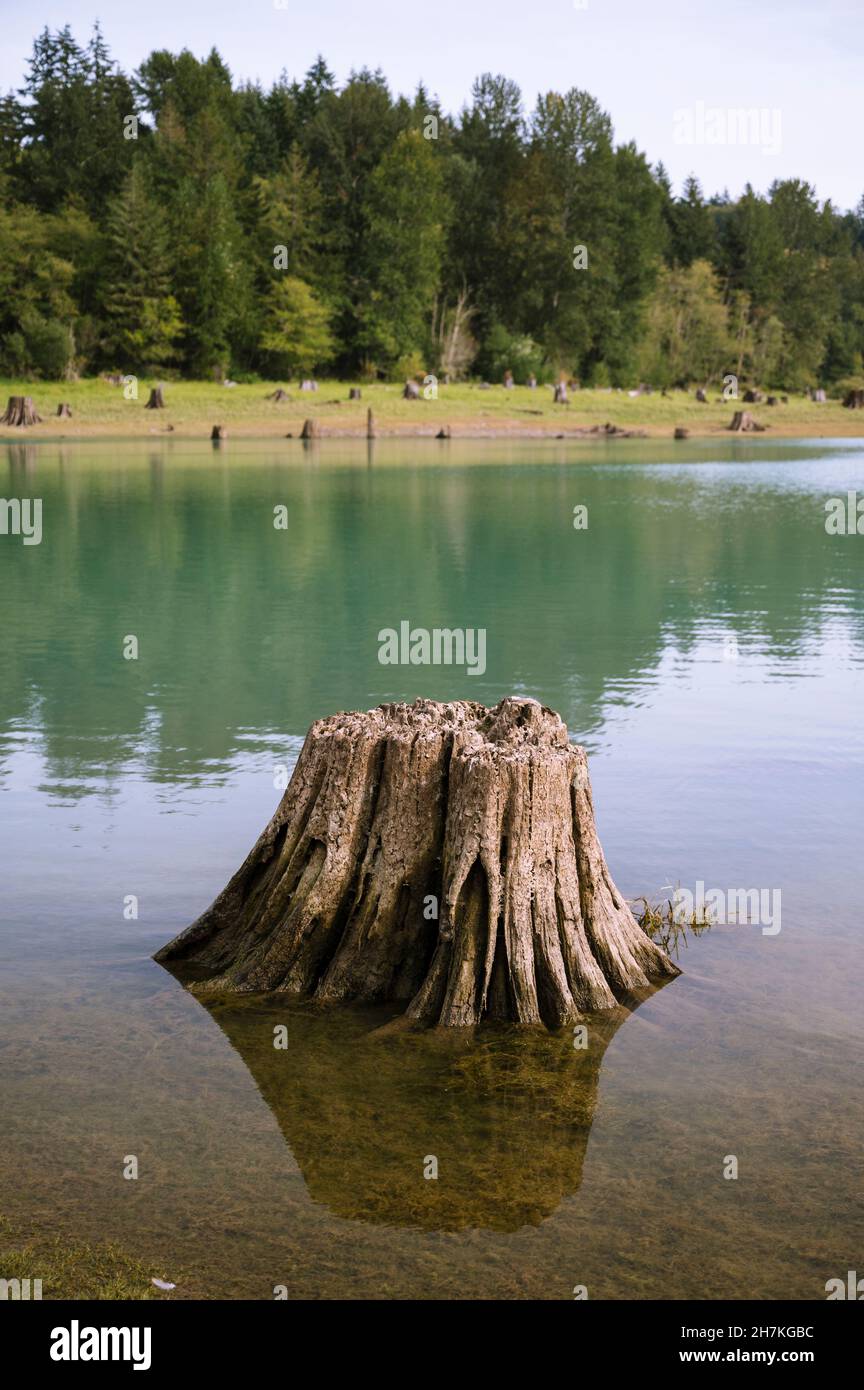 Closeup of tree stump in a glacial colored lake Stock Photo