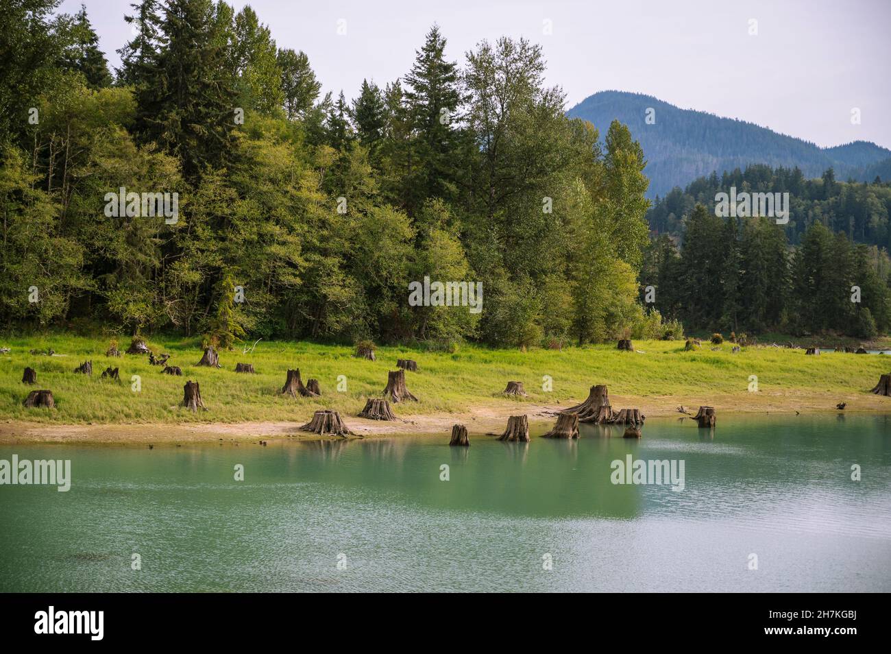 Tree stumps at the edge of a glacial colored lake Stock Photo
