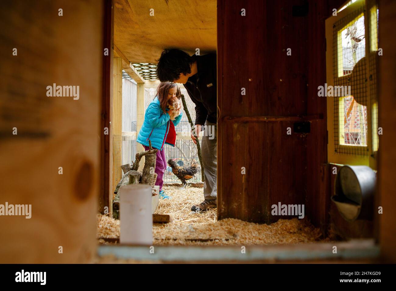 A father and little girl stand inside coop tending chickens Stock Photo