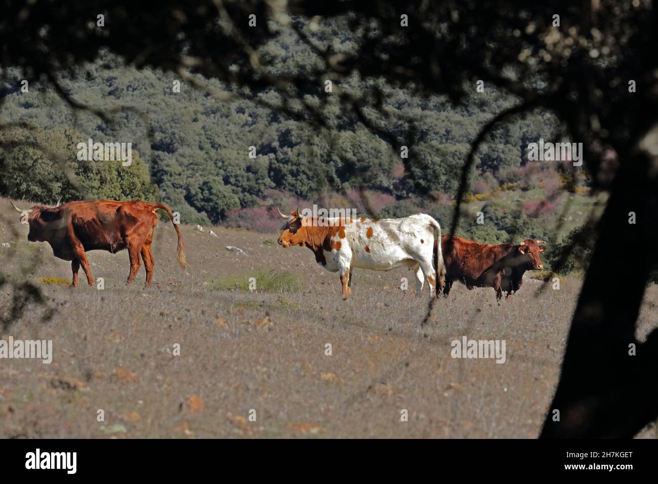 Cattle farming in spain hi-res stock photography and images - Alamy