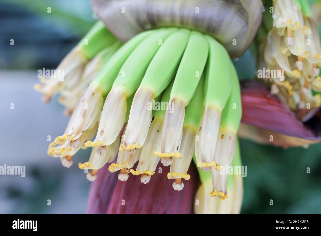 a bouquet of green bananas in the garden bananas planted on trees