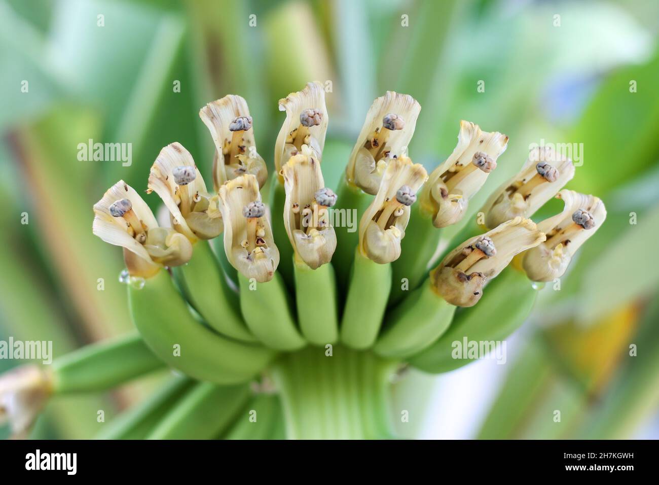 a bouquet of green bananas in the garden bananas planted on trees concept of agricultural gardening Close-up of green bananas on a growing tree. Stock Photo