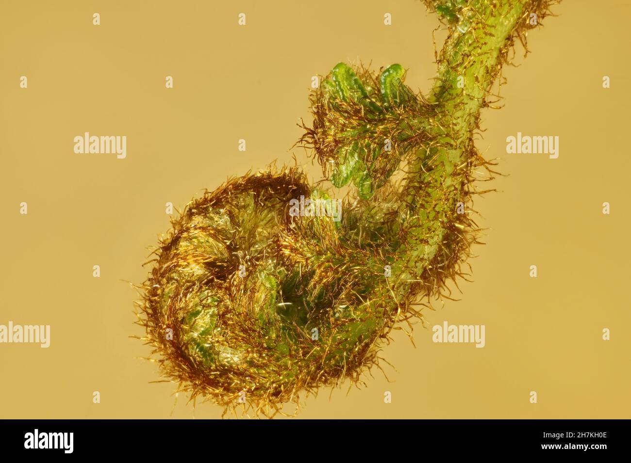 Isolated emerging stem of Austral Bracken fern(Pteridium esculentum). Australian native plant. Stock Photo