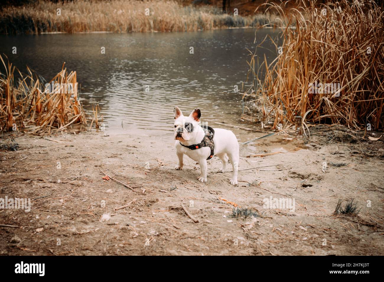 black and white english bulldog walks