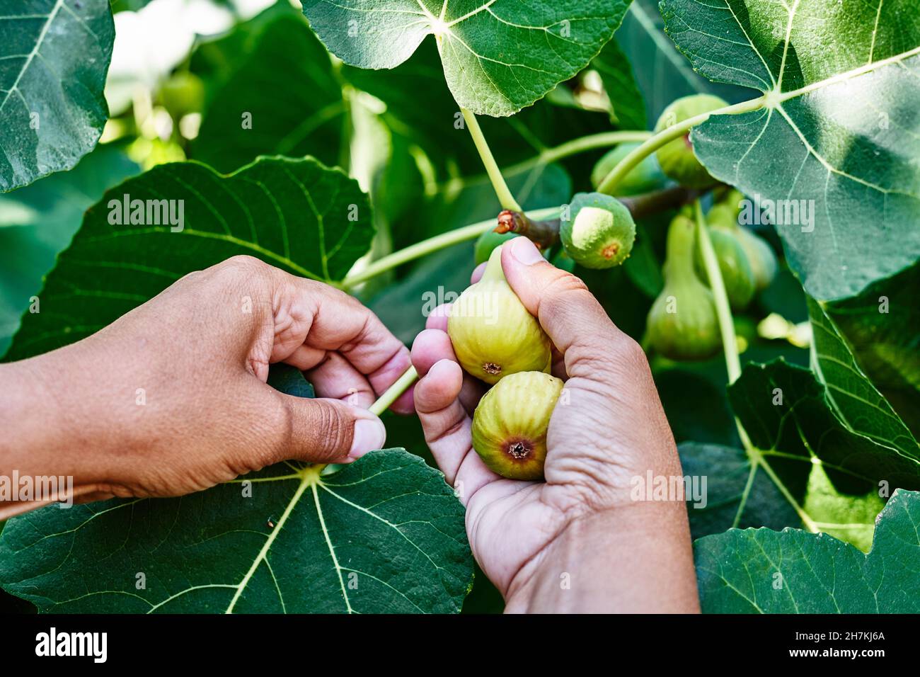 Farmers collecting figs on organic farms. Woman cutting figs. Gardening