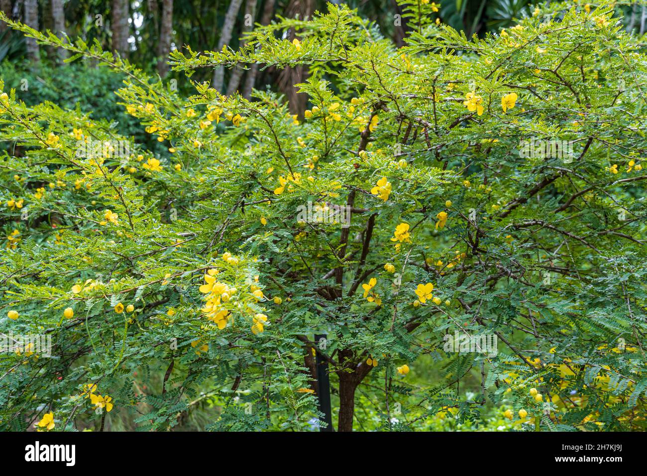 Desert cassia (Senna polyphylla) - Florida, USA Stock Photo