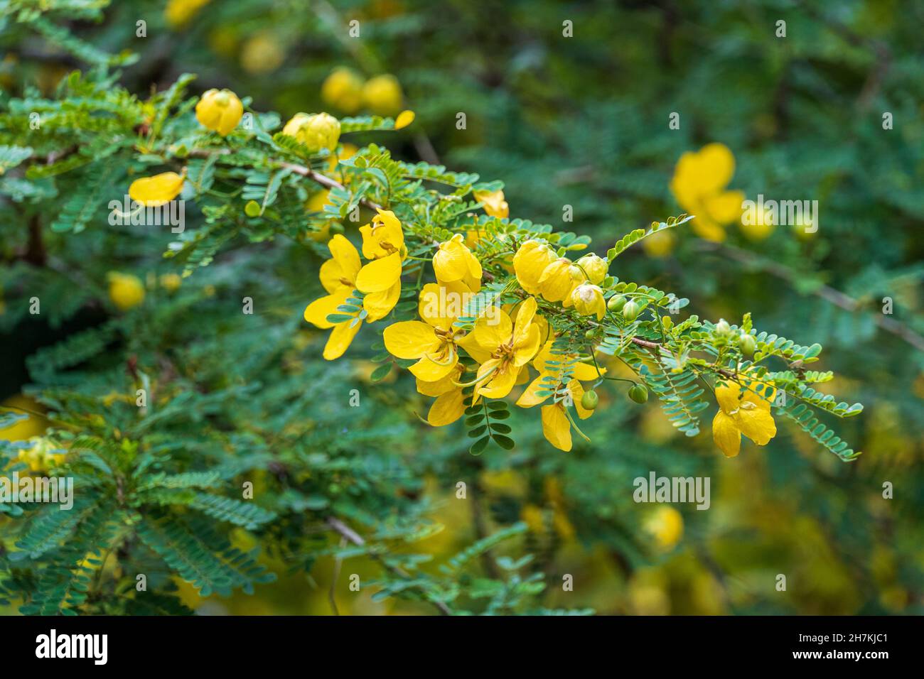 Closeup of desert cassia flowers (Senna polyphylla) - Florida, USA Stock Photo