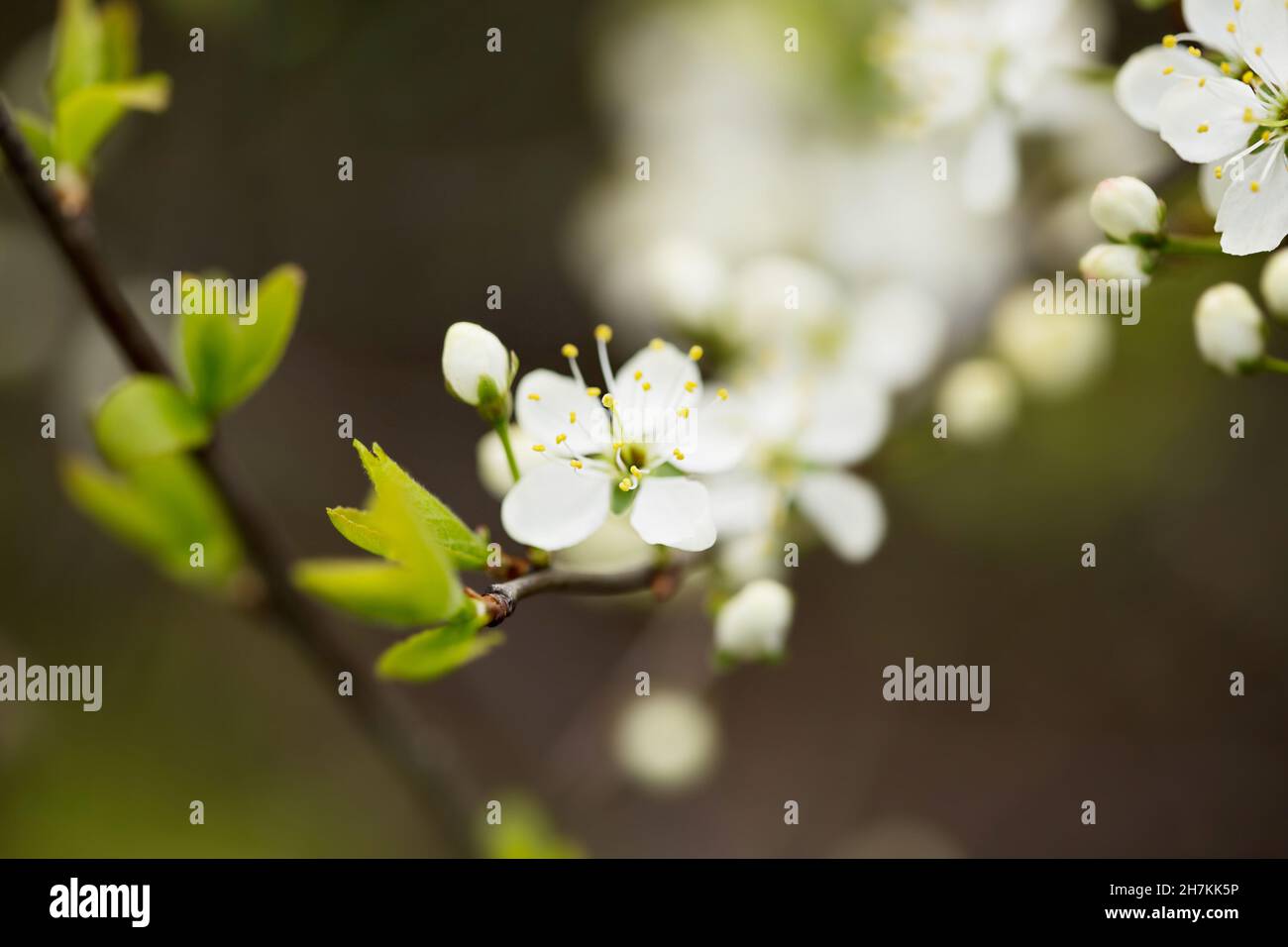 Defocused floral background with cherry blossoms on green leaves Stock ...