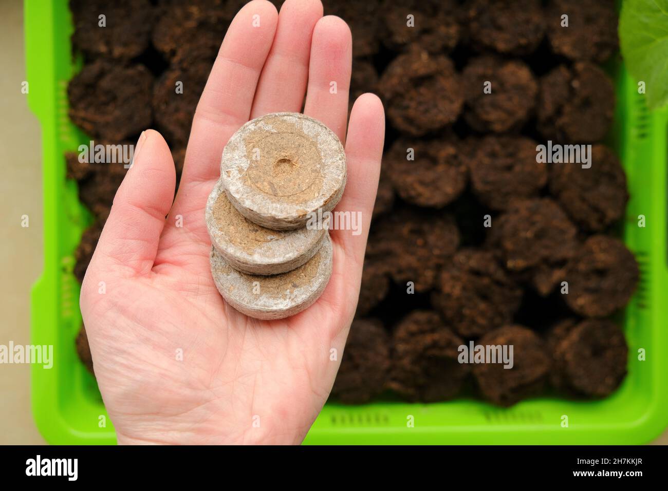 Peat tablets for seedlings. Planting material.Sowing seeds.Growing seedlings. Peat tablets in a hand on a seedling green tray background.plant seeds Stock Photo