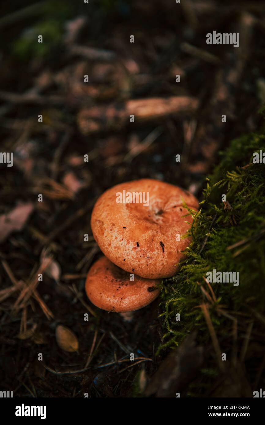 Pine mushrooms growing in forest Stock Photo Alamy