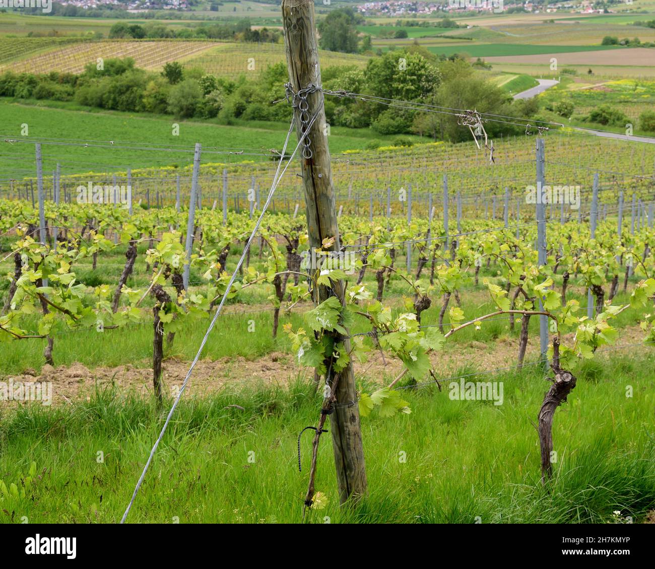 Grapevines with vineyard poles at start of the wine growing season. Stock Photo