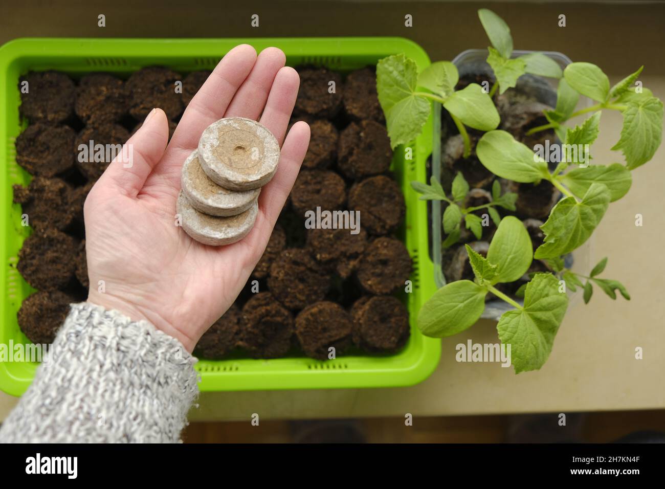 Peat tablets for seedlings. Planting organic material.Sowing seeds.Growing seedlings. Peat tablets in a hand on a seedling green tray background.plant Stock Photo