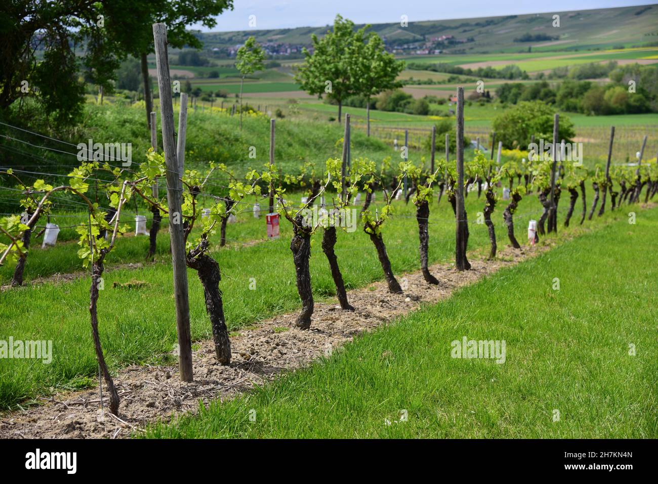 Grapevines with vineyard poles at start of the wine growing season. Stock Photo