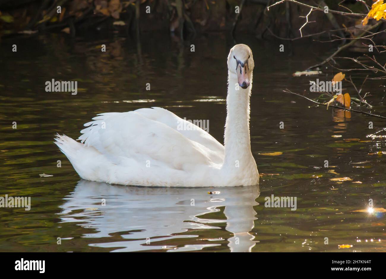 White swan swimming on the pond Stock Photo - Alamy