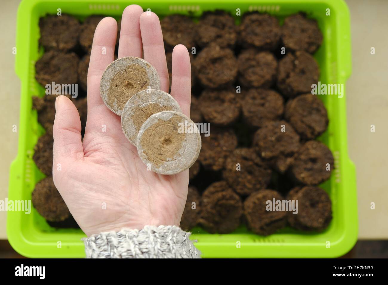 Peat tablets for seedlings. Planting organic material.Sowing seeds. Peat tablets in a hand on a seedling green tray background.plant seeds in peat Stock Photo